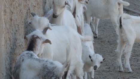 A-group-of-Macheras-local-goats-stand-close-to-a-wall-outdoors-in-Cyprus,-Greece