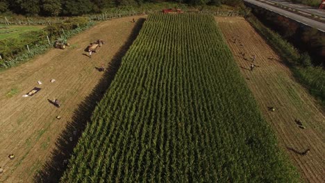 Flying-Over-Corn-Field-and-People-Working