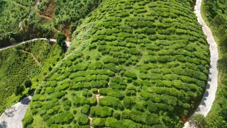 Drone-flying-towards-huge-green-tea-plantation-at-Cameron-Highlands-in-Malaysia