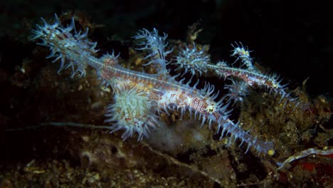 Verzierte-Geisterpfeifenfische-Solenostomus-Paradoxus-Erwachsener-Und-Jugendlicher-Lembeh-Strait-Indonesien-4k-25fps