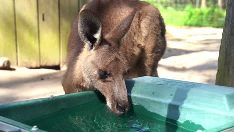 Close-up-shot-of-a-cute-thirsty-kangaroo-or-wallaroo-drinking-water-from-the-bucket-in-wildlife-sanctuary-in-daylight,-Australian-indigenous-animal-species