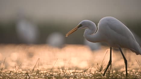 Great-Egret-Hunting-fish--in-Backlight