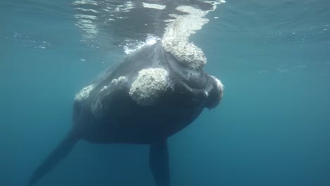 A-beautiful-Southern-Right-Whale-taking-a-breath-then-diving-into-the-deep---underwater-slowmo