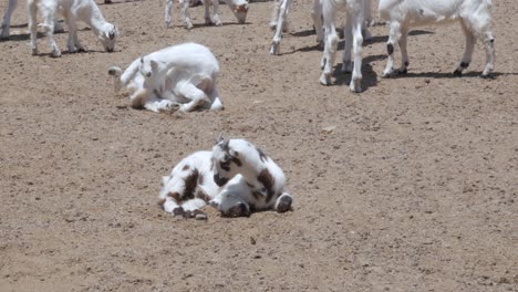 A-spotted-baby-Macheras-local-goat-in-Cyprus,-Greece