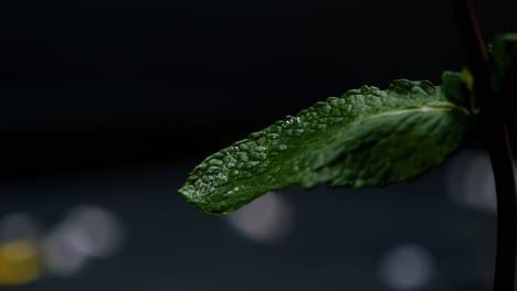 Static-close-up-slow-motion-shot-of-a-beautiful-tasty-mint-leaf-while-a-drop-of-water-drips-down-on-the-leaf-against-a-black-background