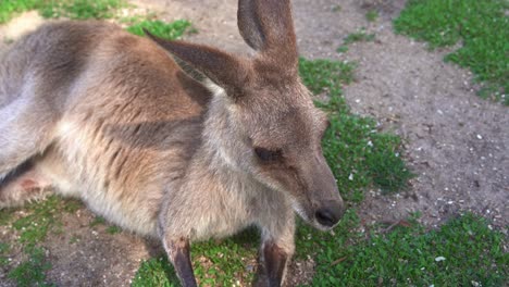 Handheld-motion-close-up-shot-from-paw-to-body-of-a-middle-sized-macropod,-a-wallaby-resting-on-the-grassy-ground-at-daytime