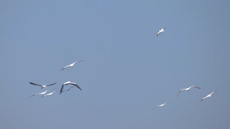 Ultra-slow-motion-shot-of-group-of-seagulls-flying-on-clear-blue-sky-in-summer