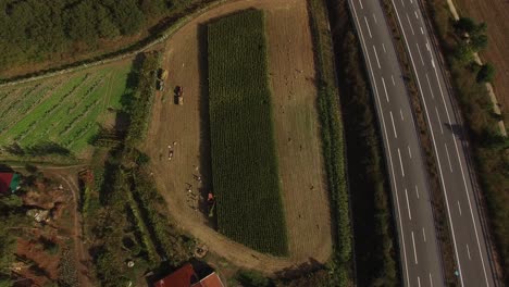 Top-View-of-Tractor-On-Corn-Field