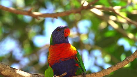 Beautiful-rainbow-lorikeet,-trichoglossus-moluccanus-perching-atop,-pecking-an-insect-on-the-tree-branch-against-blurred-bokeh-green-foliages-background-under-bright-sunlight,-close-up-shot