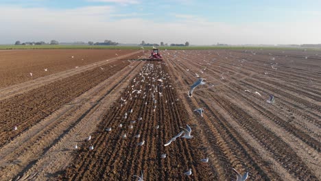Drone-shot-of-red-tractor-plowing-in-vertical-lines-dutch,-brown,-earthy-farmland,-with-seagulls-following,-flying