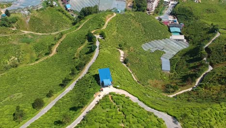 Establishing-reveal-shot-of-huge-green-tea-plantation-at-Cameron-Highlands-in-Malaysia