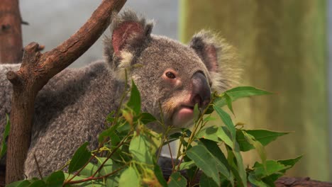 Fluffy-herbivorous-koala,-phascolarctos-cinereus-munching-on-delicious-eucalyptus-leaves-at-wildlife-sanctuary,-close-up-shot