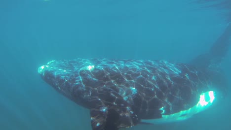 A-beautiful-Right-Whale-gracefully-swimming-below-the-waves---underwater
