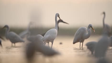 Herde-Silberreiher-Vogelfütterung-Von-Fischen-Im-Flachen-Teichwasser-Am-Nebligen-Morgen