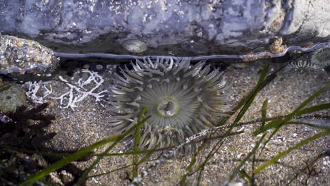 Close-up-of-a-Sea-Anemone-in-a-Shallow-Tide-Pool