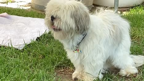 White-Shih-Tzu-dog-with-long-hair-enjoying-the-outdoors