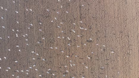 Drone-shot-of-seagulls-flying-above-dutch,-brown,-earthy-farmland
