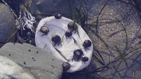 A-Group-of-Crabs-eating-in-a-Shallow-Tide-Pool-in-Northern-California