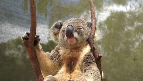 Nahaufnahme-Eines-Erwachsenen-Männlichen-Koalas,-Phascolarctos-Cinereus,-Der-Oben-Auf-Dem-Baum-Kühlt,-Mit-Dunkelbrauner-Duftdrüse-In-Der-Mitte-Der-Weißen-Brust,-Um-Weibchen-Anzulocken-Und-Baumterritorium-Zu-Markieren