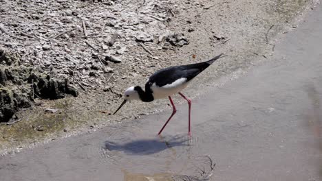 Ultra-slow-motion-shot-of-pied-stilt-bird-feeding-in-water-in-New-Zealand