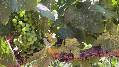 Red-Wine,-White-grapes-growing-on-large-vine,-closeup-camera-tilt-up