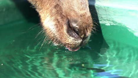 Extreme-close-up-shot-of-a-thirsty-kangaroo-or-wallaroo-drinking-water-from-the-bucket-in-wildlife-sanctuary,-Australian-indigenous-wildlife-animal-species