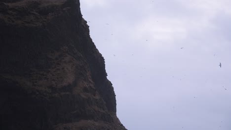 Many-birds-flying-near-steep-cliff-at-cloudy-cold-evening