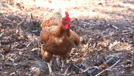 Free-range-chicken-rooster,-gallus-gallus-domesticus-digging-and-scratching-the-ground-with-its-feet,-pecking-and-foraging-for-invertebrates-in-outdoor-environment,-farm-ranch,-close-up-shot