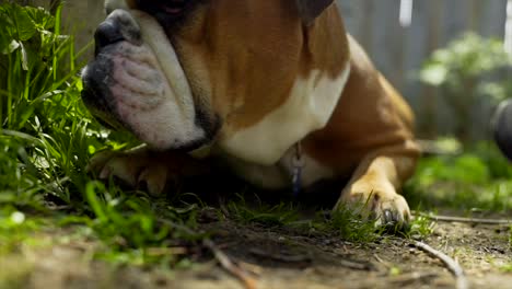 Closeup-English-Bulldog-Portrait,-Laying-In-Backyard-Garden