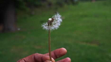 Selective-focus-shot-of-dandelion-puff-being-blown-by-a-man
