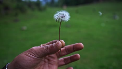 Selective-focus-shot-of-dandelion-puff-being-blown-by-a-man
