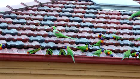 Rainbow-Lorikeets-sitting-on-top-of-a-roof-in-Sydney's-eastern-suburbs