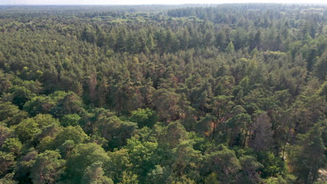 Flying-over-vast-and-large-green-forest-in-summer
