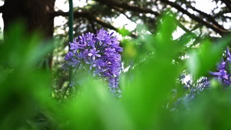 Camera-pan-and-focus-on-the-purple-flower-in-a-garden