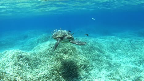 Erwachsene-Grüne-Schildkröte,-Die-Anmutig-über-Den-Korallenriffen-Auf-Klarem,-Seichtem-Wasser-Schwimmt---Mittlerer-Schuss