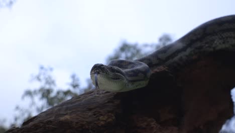 Snake-On-A-Tree-In-The-Wild-Nature-Upclose