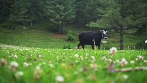 Tracking-shot-of-a-black-Indian-cow-at-a-distance-in-mountains