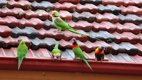 Rose-ringed-parakeet-and-Rainbow-Lorikeets-drinking-fresh-rainwater-on-a-roof-in-Sydney-Australia,-Telephoto-shot