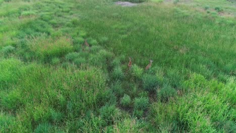 Drone-video-of-several-White-tailed-Deer-in-a-field