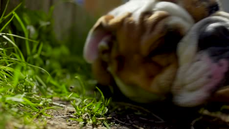 English-Bulldog-Closeup-Portrait,-Laying-Down-And-Getting-Up