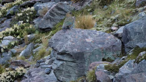 Zeitlupenaufnahme-Eines-Seltenen-Kea-Alpenpapageis,-Der-Auf-Felsen-Im-Mount-Cook-Nationalpark-Auf-Der-Südinsel-Von-Neuseeland-Läuft
