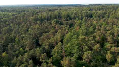 Aerial-over-scenic,-green-forest-in-Summer