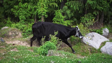 Tracking-shot-of-a-black-Indian-cow-running-down-the-hills