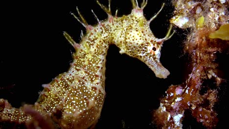 Hipocampo-Breviceps-Caballito-De-Mar-De-Cabeza-Corta-Sur-De-Australia-4k-25fps