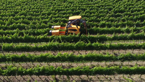 Un-Agricultor-Conduciendo-Un-Tractor-Y-Trabajando-En-Las-Estrechas-Filas-De-Viñedos-Verdes-En-Las-Colinas-De-Toscana,-Italia