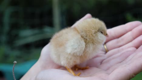 Cute-yellow-baby-chick-in-woman's-hand
