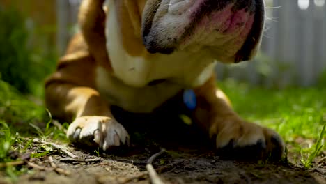 Closeup-English-Bulldog-Portrait,-Moving-In-Slow-Motion