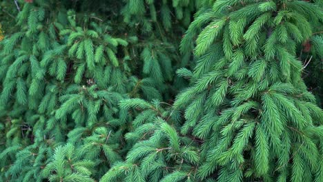 Tilt-up-shot-of-Picea-glauca-in-a-natural-setting