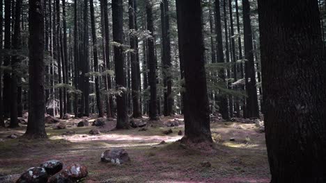 A-continuous-side-walking-shot-of-evergreen-trees-in-a-forest