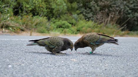 Two-beautiful-Kea-alpine-parrots-eating-from-road-in-Mount-Cook-National-Park-in-the-South-Island-of-New-Zealand